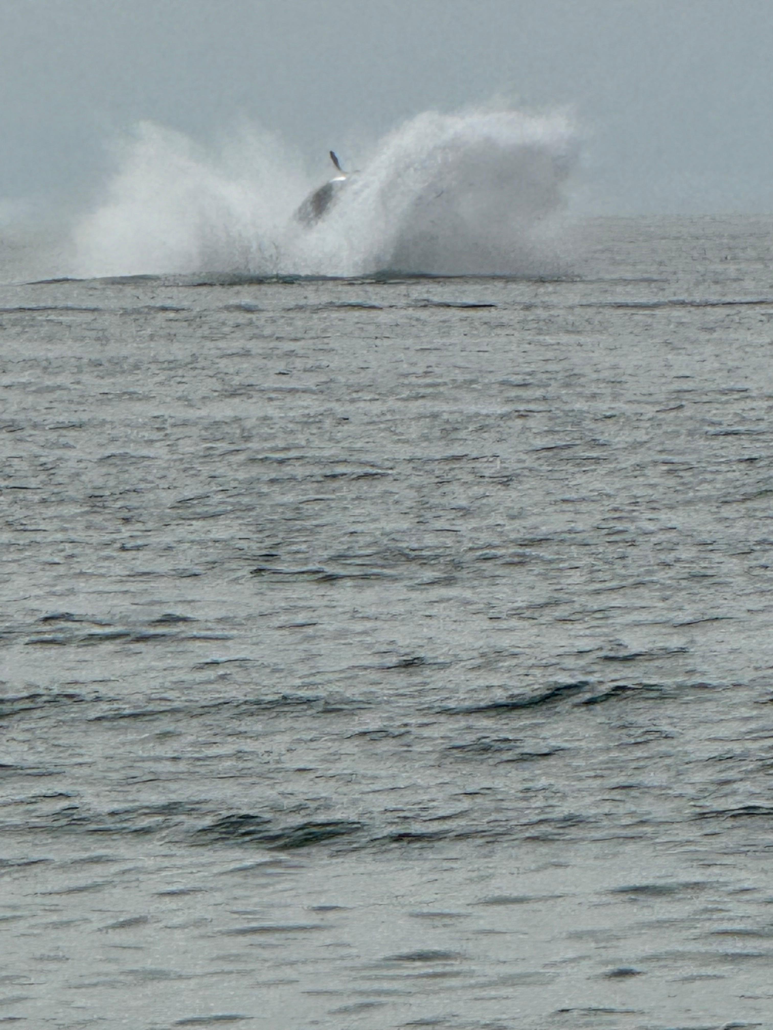 See the whales from your living room!