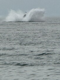See the whales from your living room!