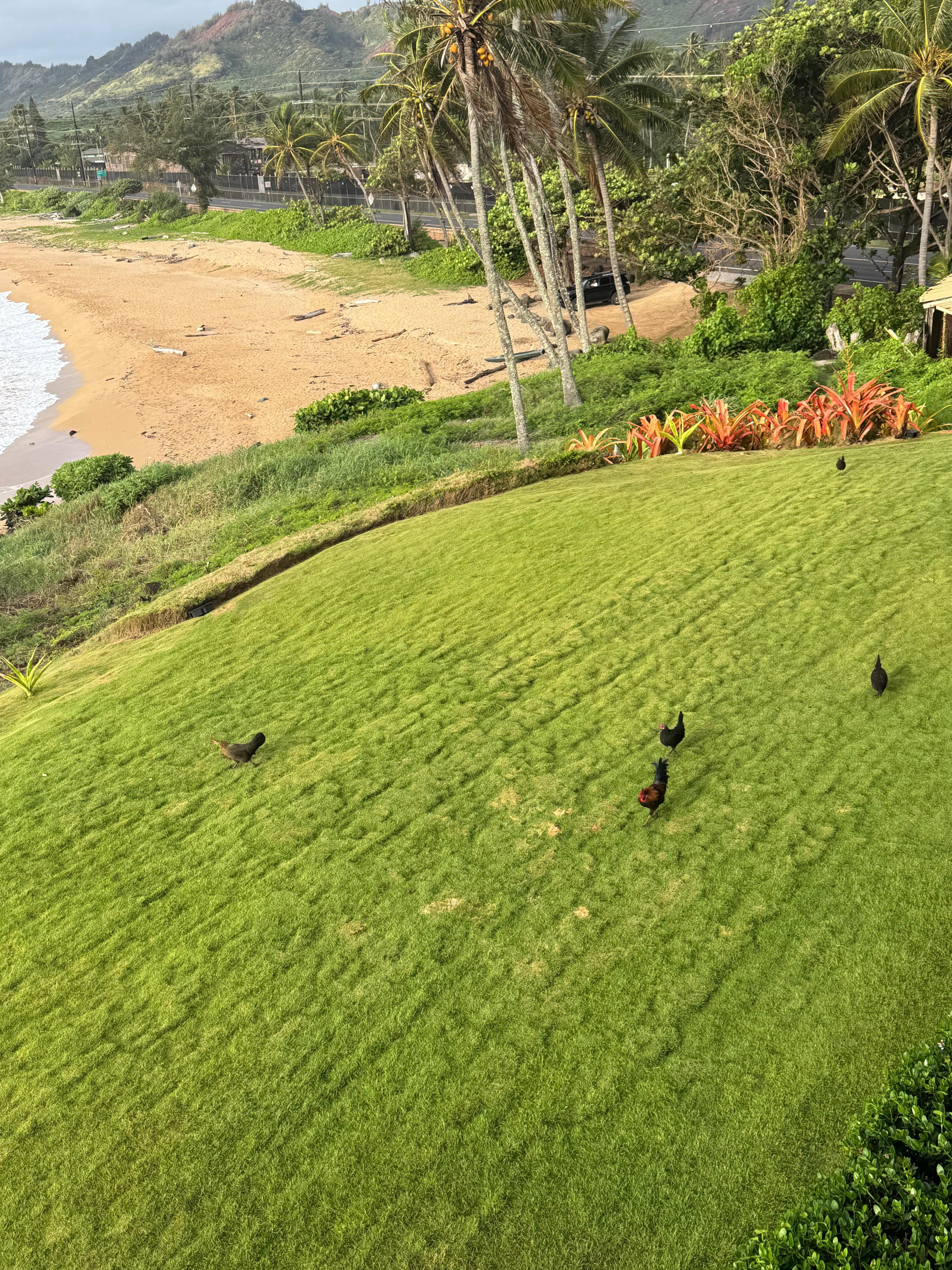 the cute roosters and chickens on the property