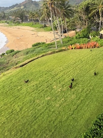 the cute roosters and chickens on the property
