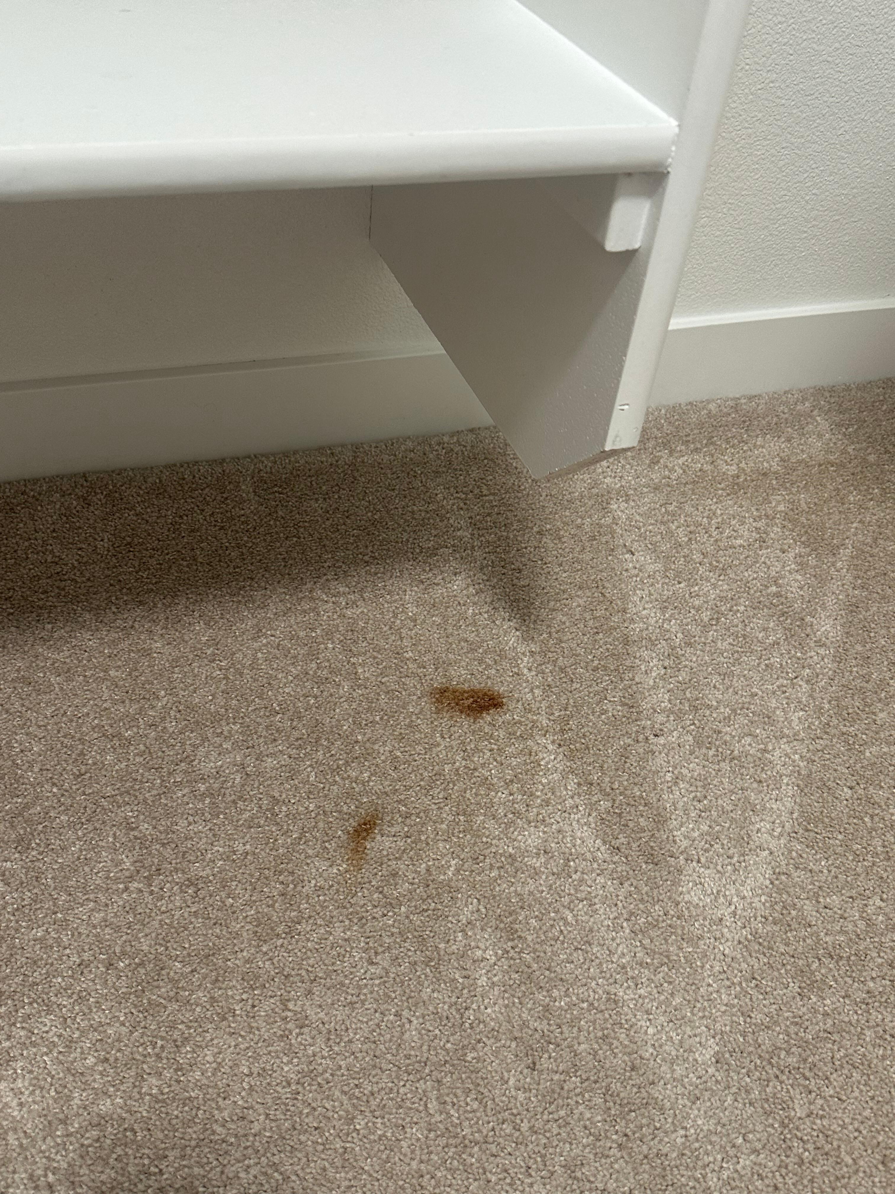 Poop?  On the floor of the master bedroom closet.