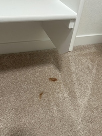 Poop? On the floor of the master bedroom closet.