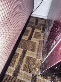 Filthy carpets, featuring a bug