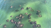 Feeding the turtles