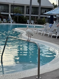 The pool and a friend