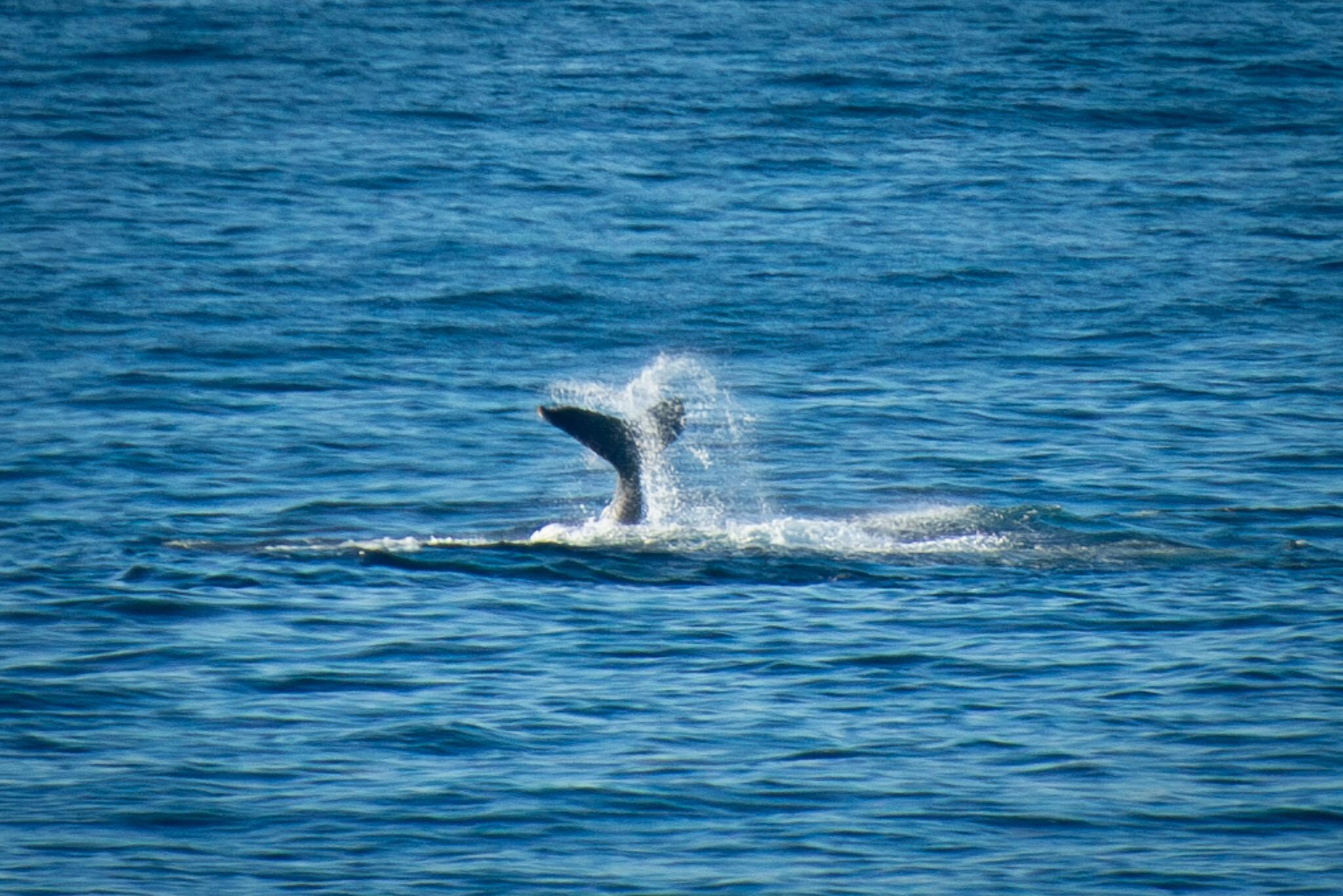 Whales were plentiful viewing from the headland of the next beach down