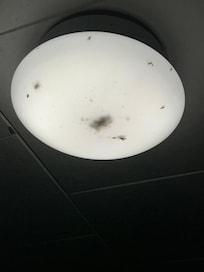 Bugs in overhead light which fell onto bed
