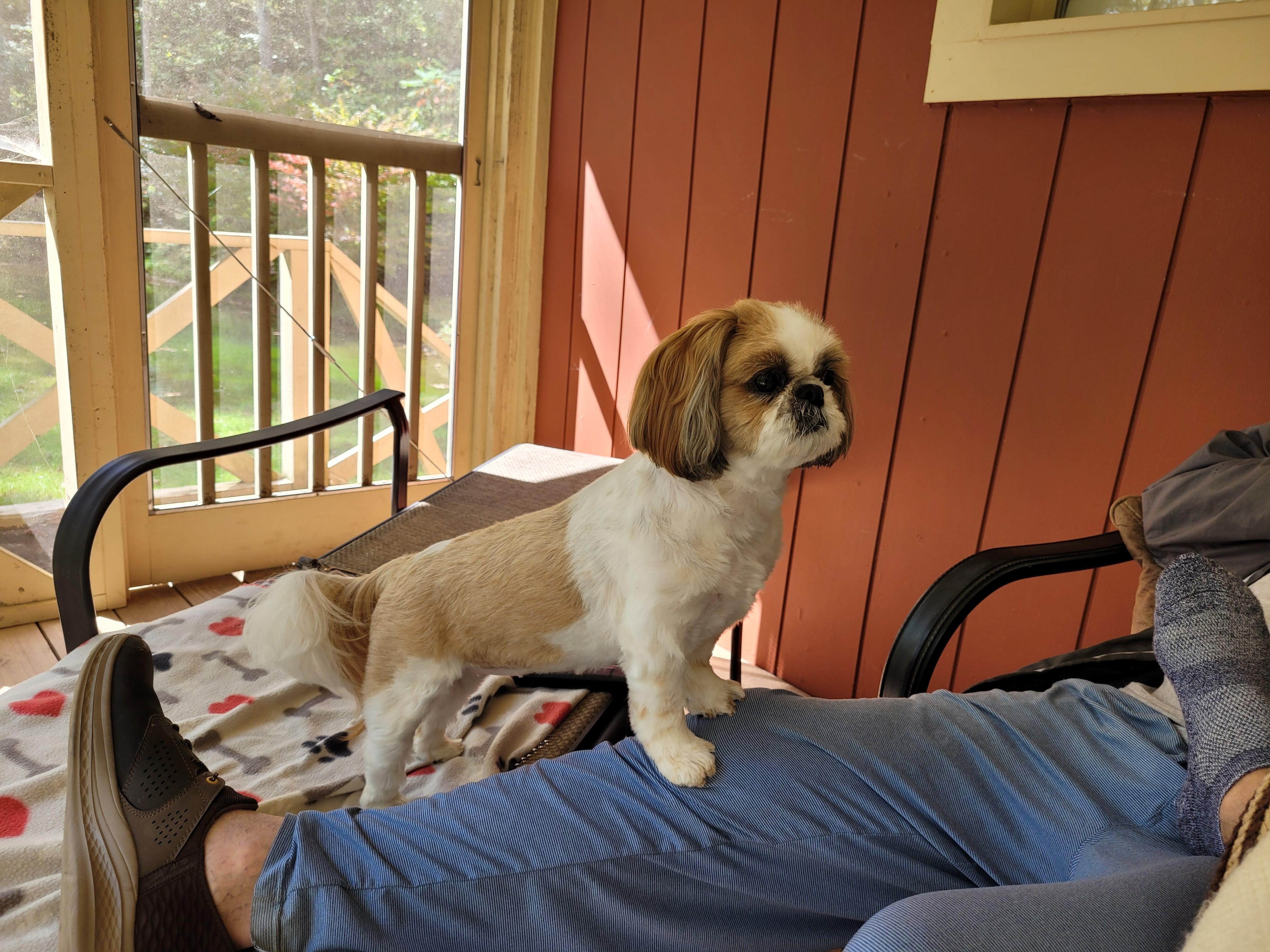 Lady loves the screened porch!