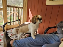 Lady loves the screened porch!