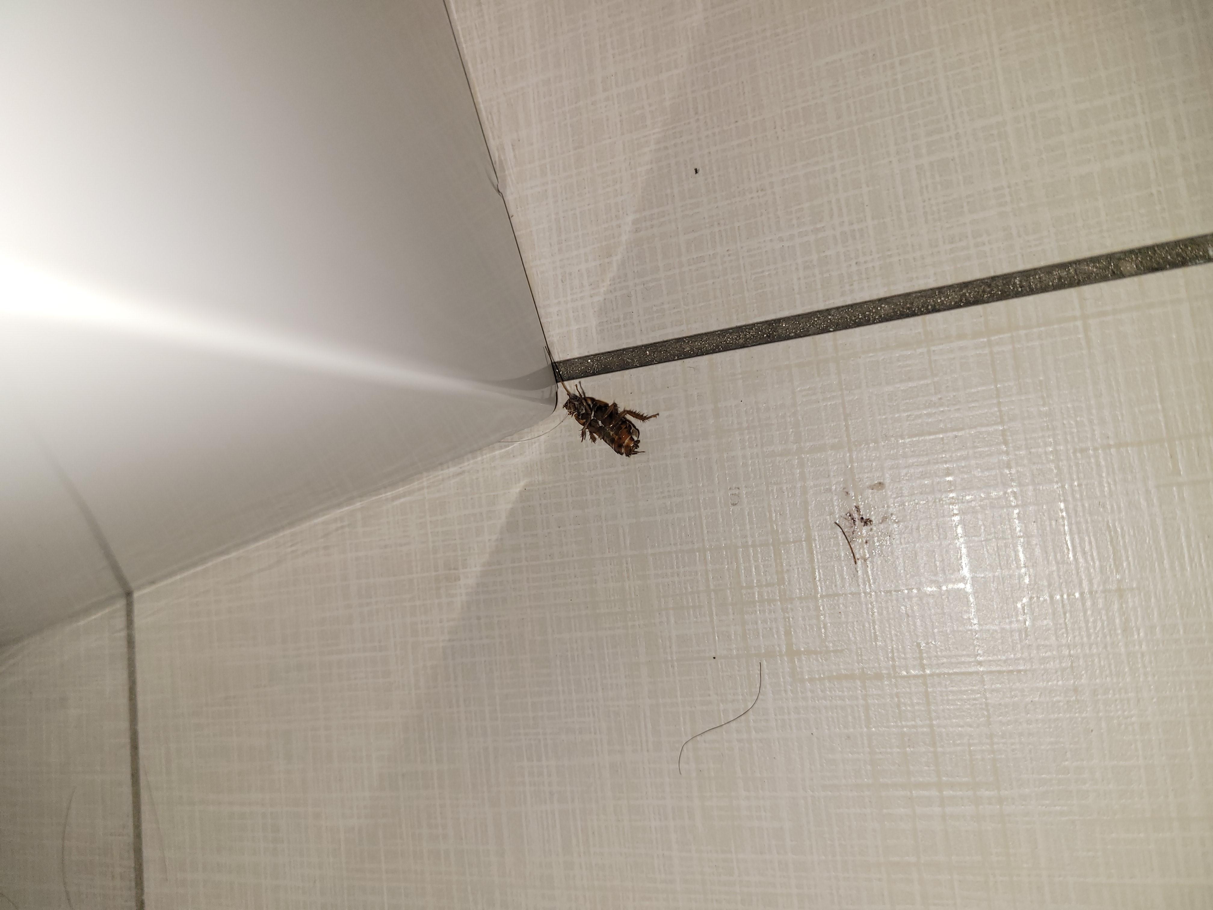 Roach in bathroom