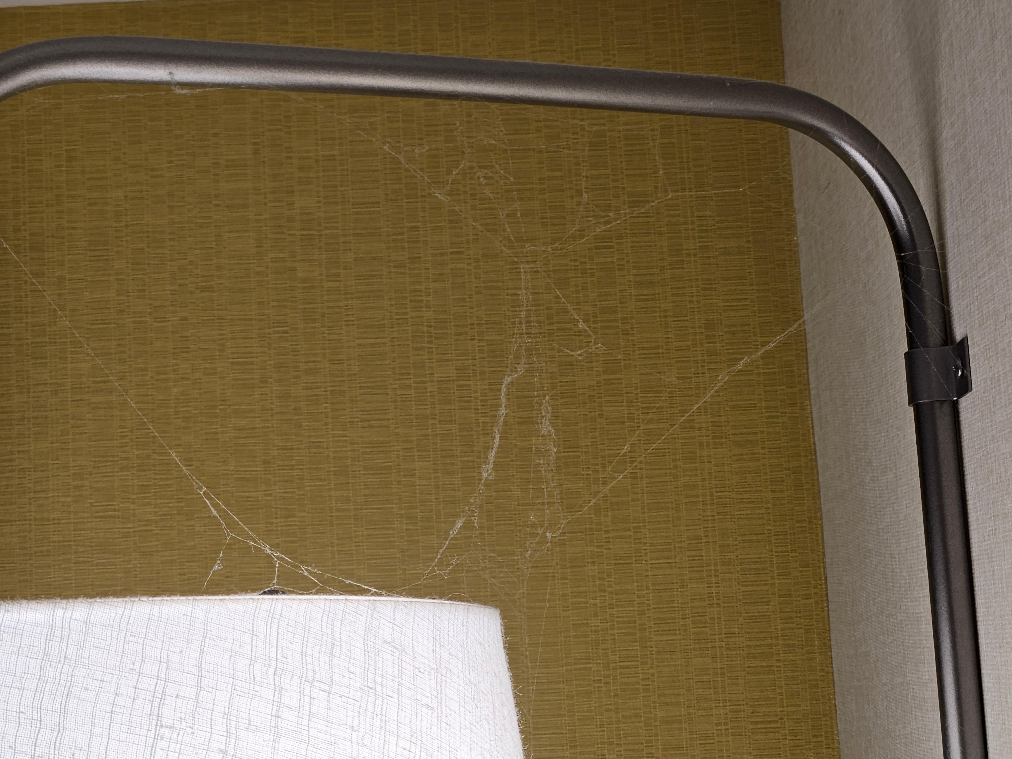 Cobweb hanging from a lamp