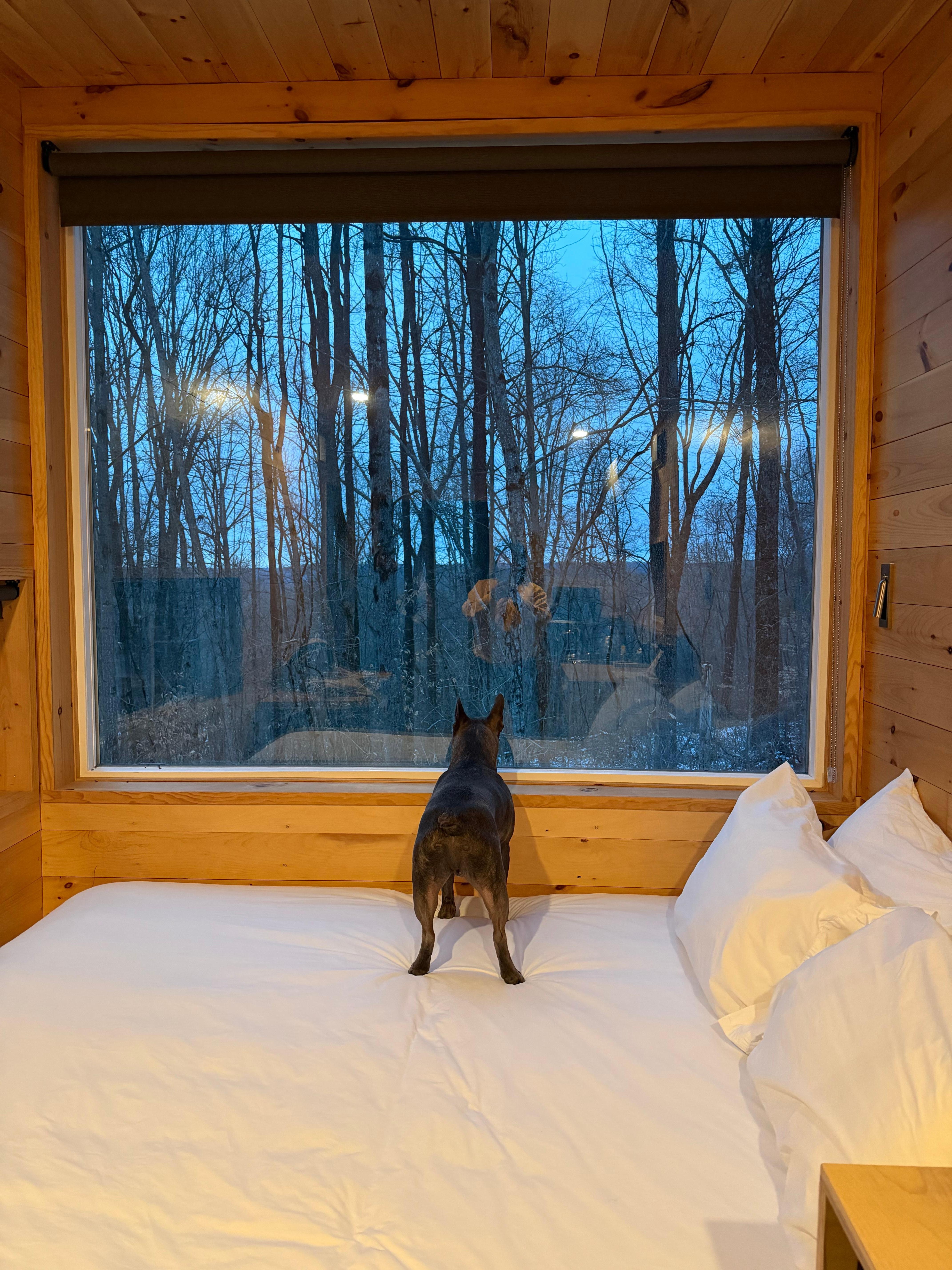 He loves to hunt for squirrels, so these windows were his dream!
