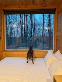 He loves to hunt for squirrels, so these windows were his dream!