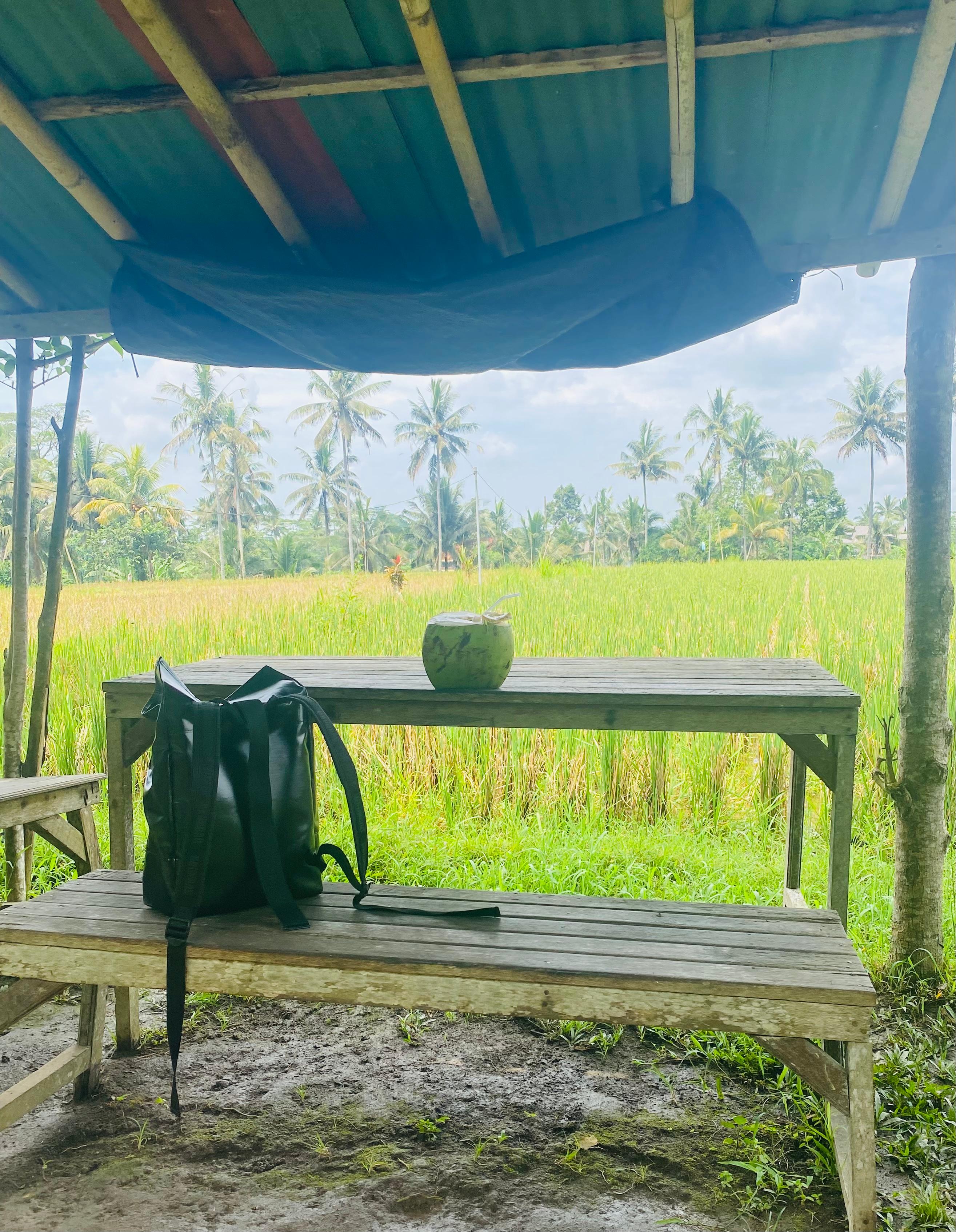 The rose organic walk (Rice paddies)