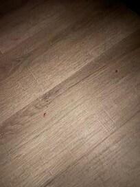 Ketchup (I hope) on the floor.  Floors also had pooled water under the refrigerator, because they just unplug it during the day without a towel to absorb water.