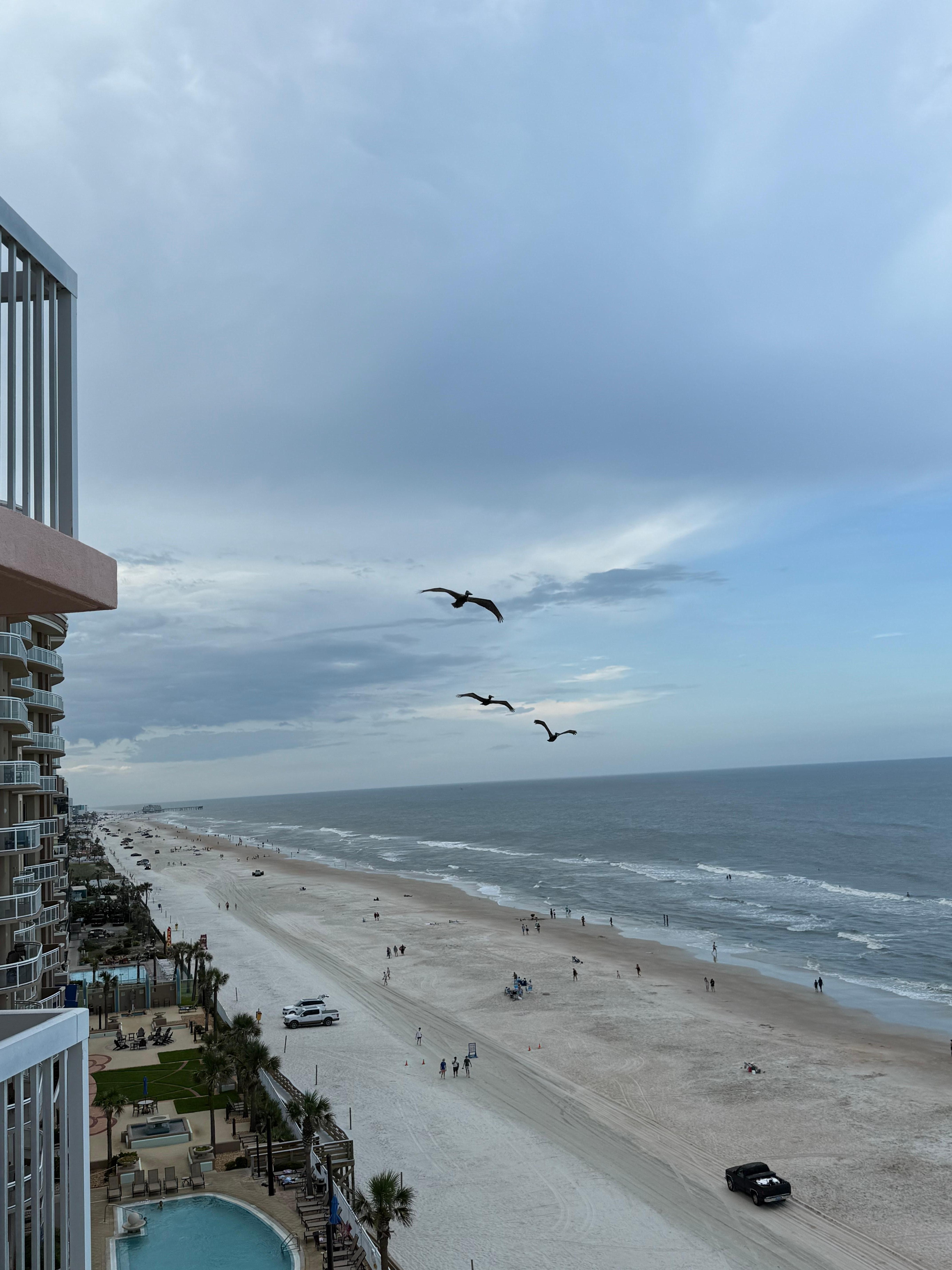 Fun to watch the pelican processions from the balcony