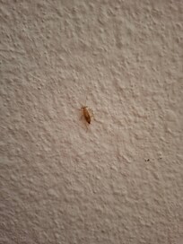Insectes