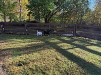 Dogs in the backyard