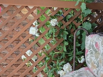 Beautiful flowers (peonies, I believe)