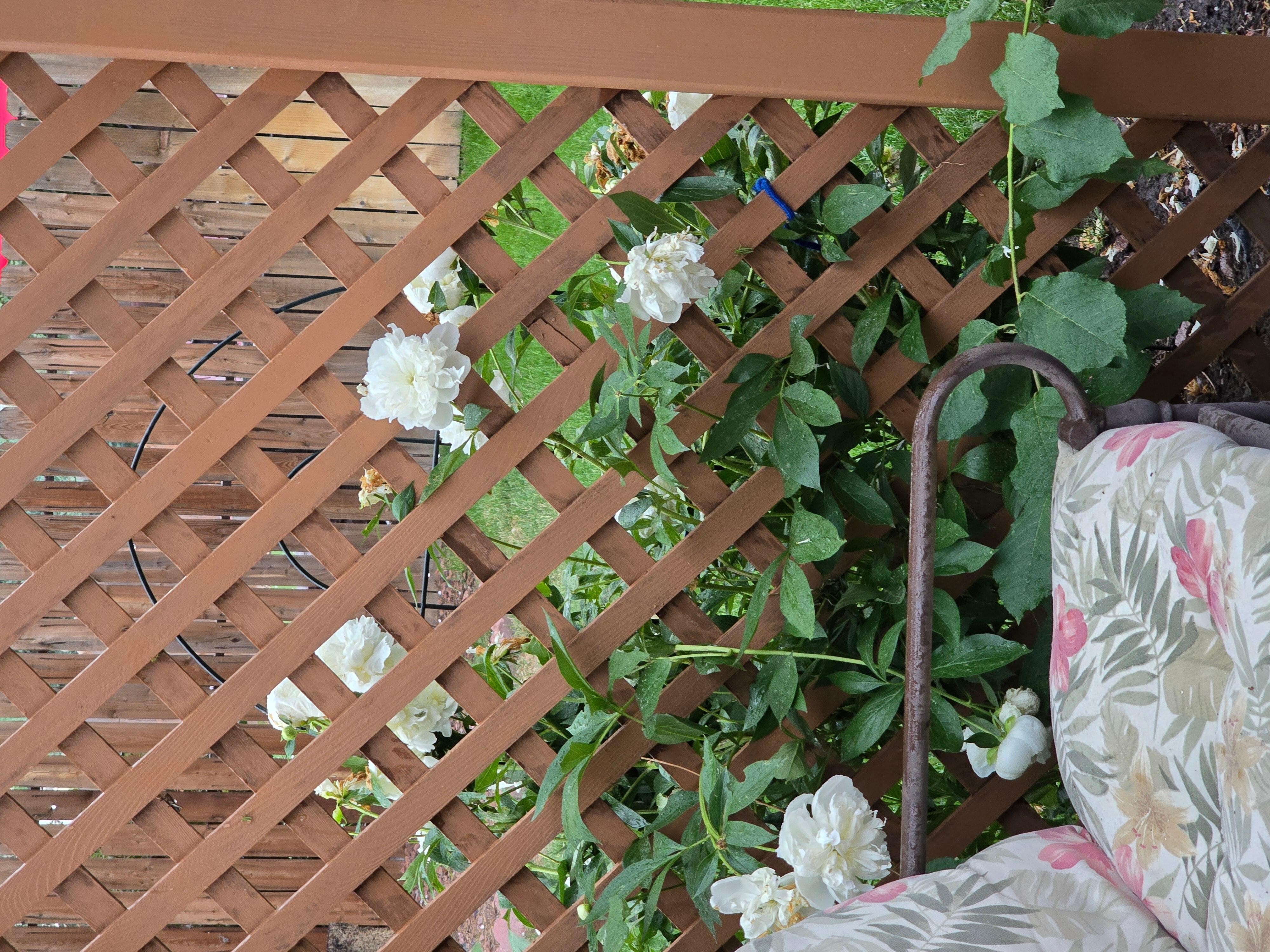Beautiful flowers (peonies, I believe)