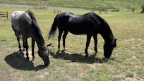 Fun to watch the two horses on the property