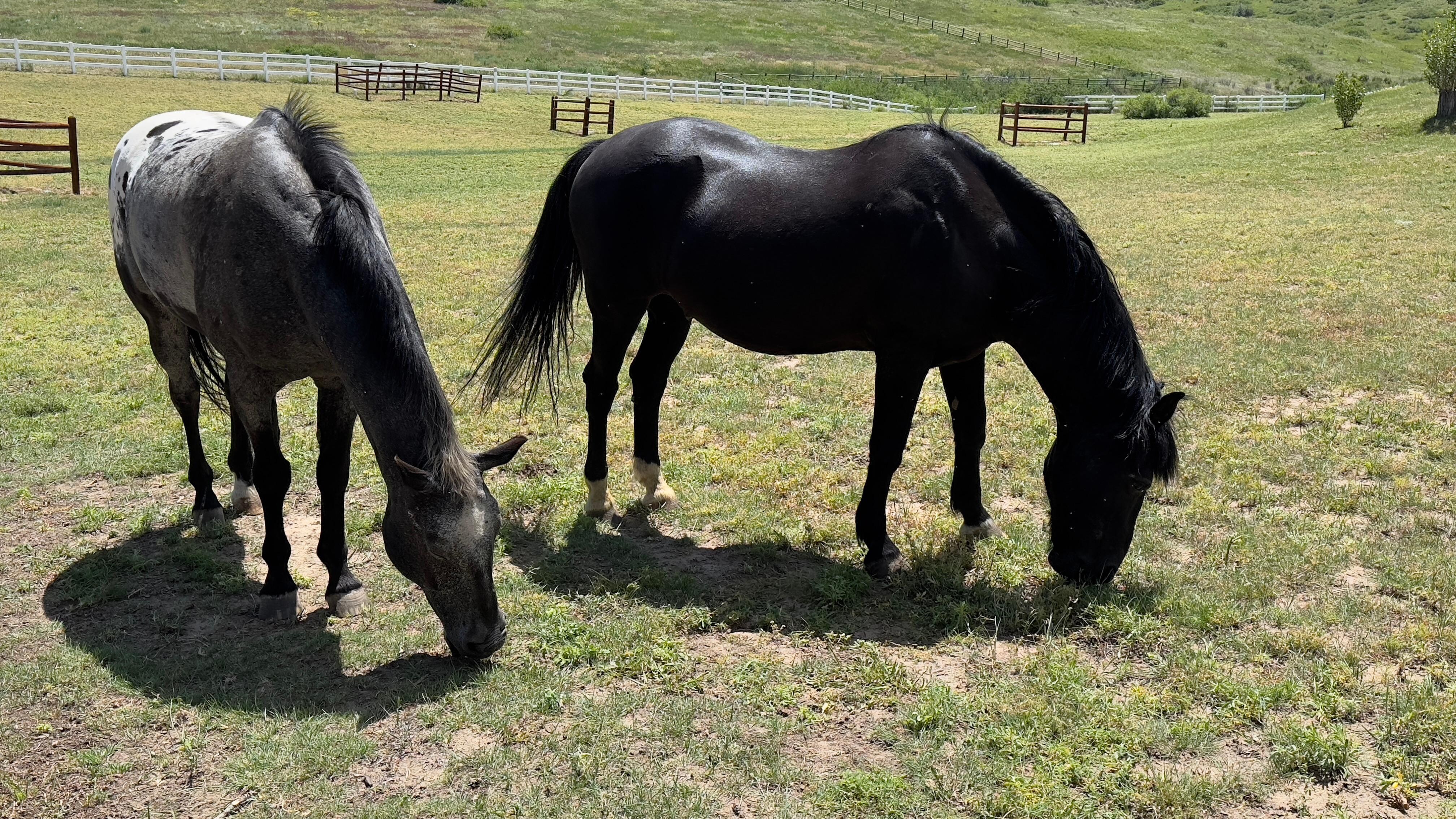 Fun to watch the two horses on the property