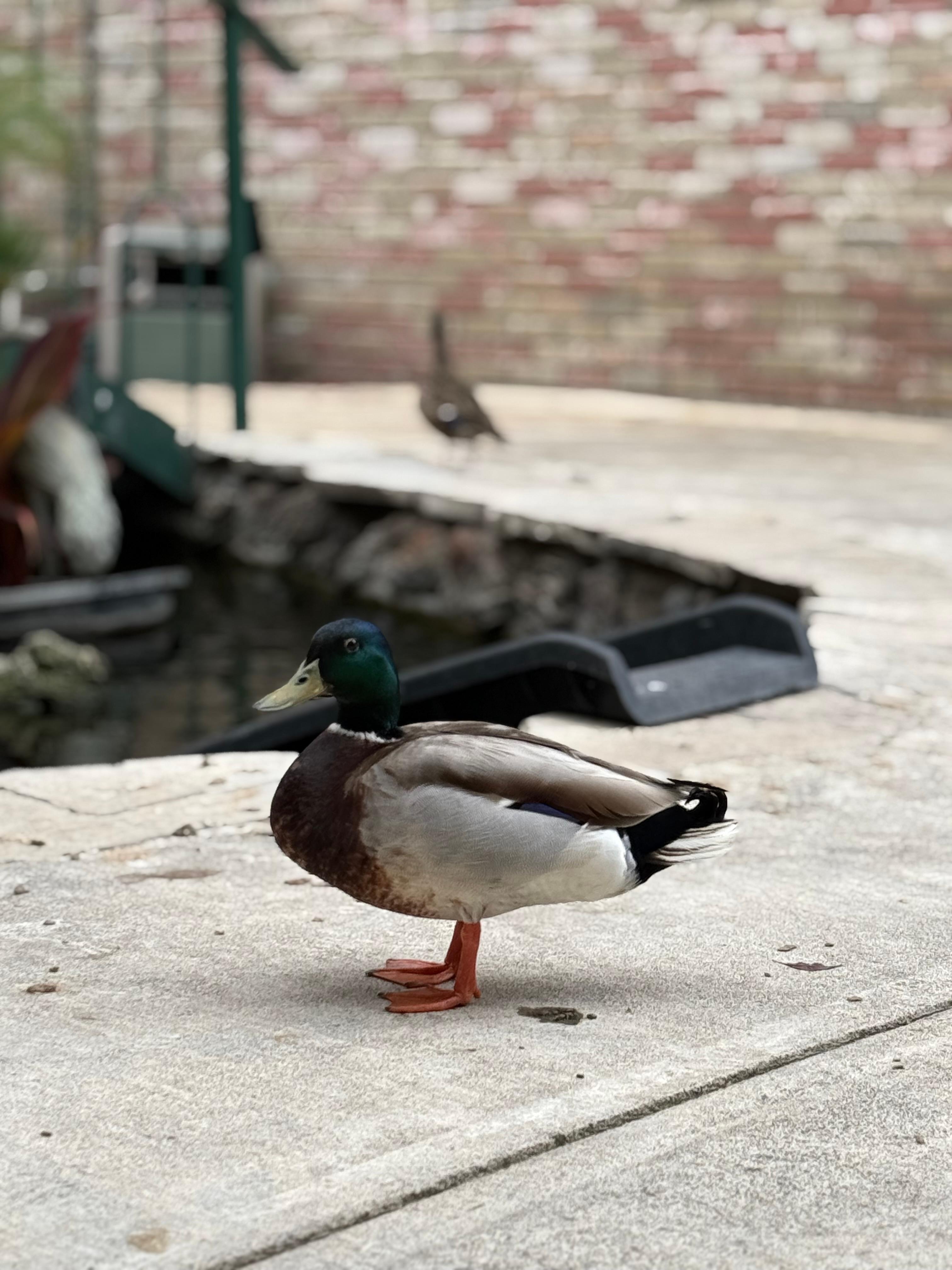 Tienen unos patos muy amaigables 
