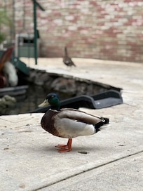 Tienen unos patos muy amaigables