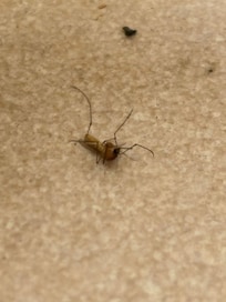 Dead and alive mosquitoes