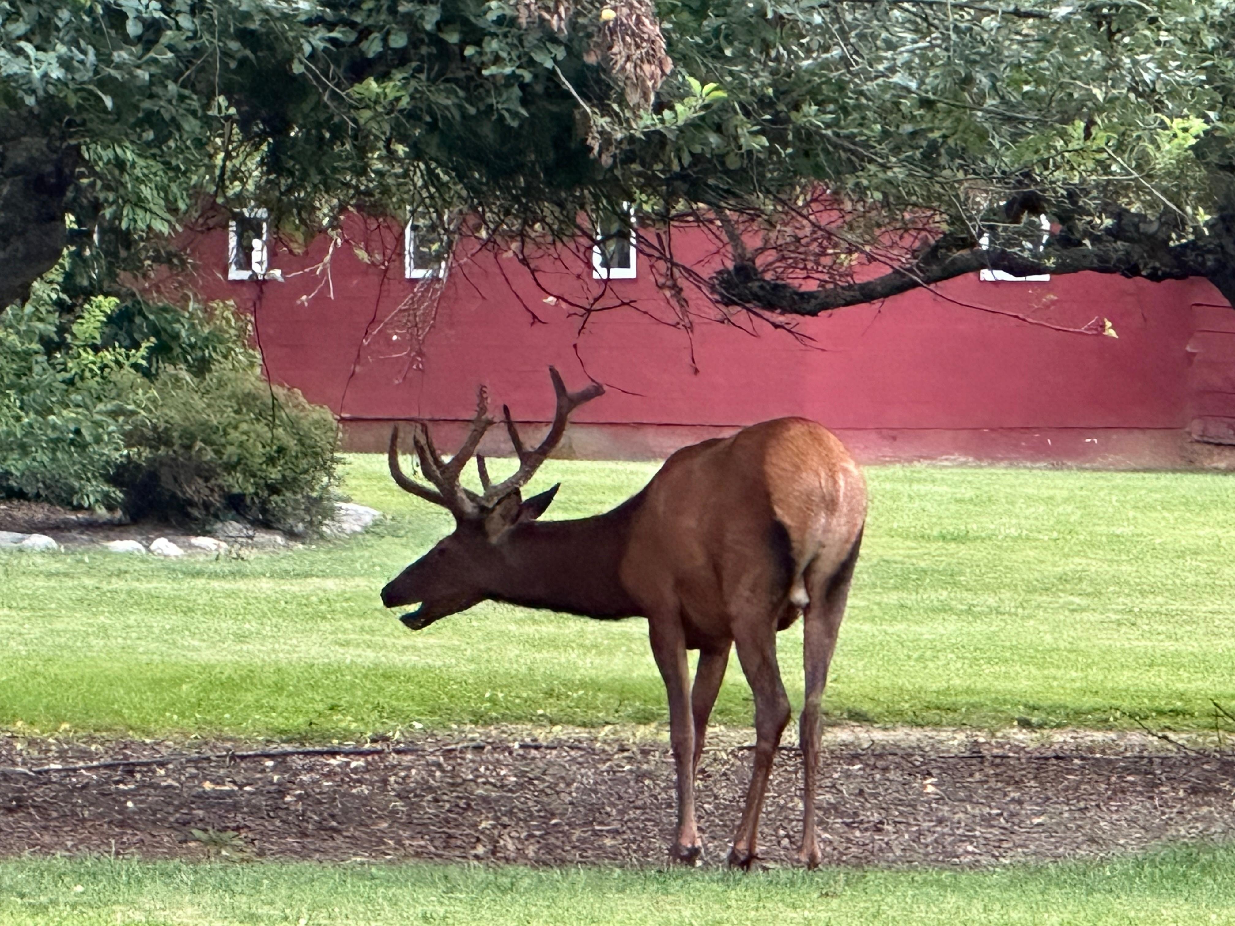Elk in the neighborhood