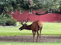 Elk in the neighborhood