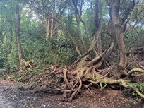 A cool tree along the beautiful shaded hike to Playa Negra
9/3/2025