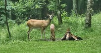 Watching deer watch us.