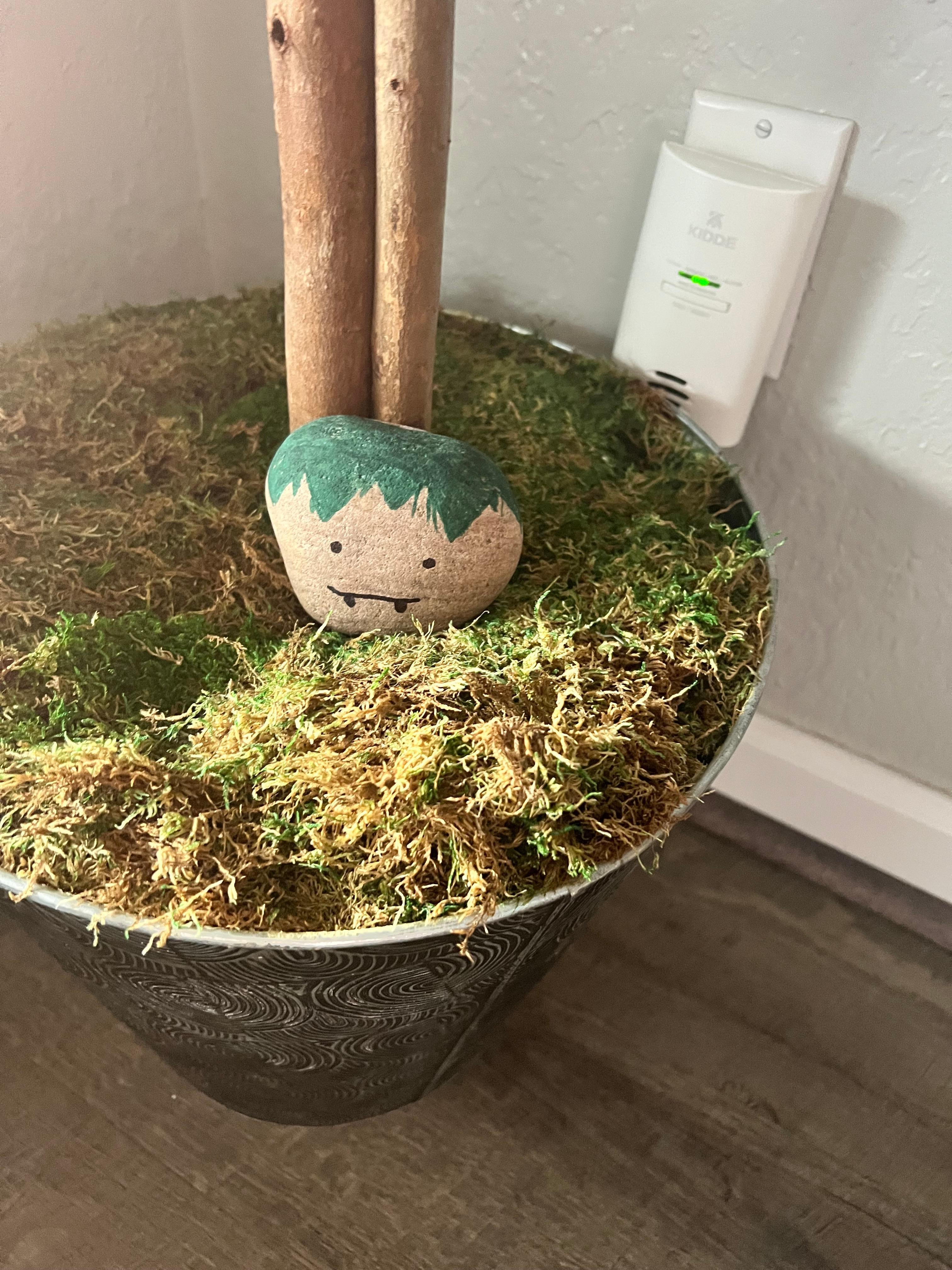 Cute little pet rock