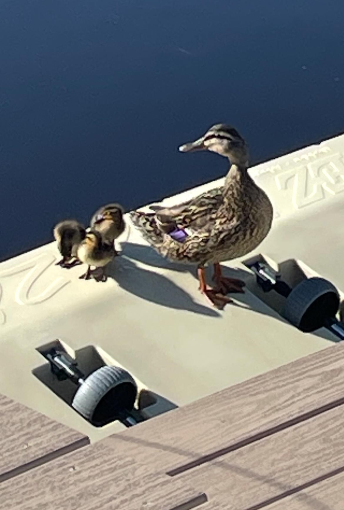 Surprise visitors 
