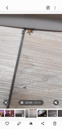 Ants under the window-where they appear to be entering on the floor