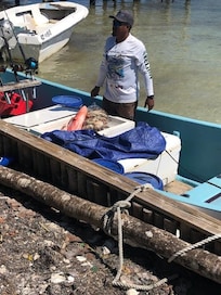 Landy was out for 2 days spearing 40+ lobsters. We purchased this very large Snapper.
Lots of stories here.