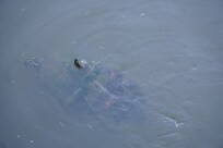 The river is full of turtles that the residents feed so they swim to the edge when people are present.