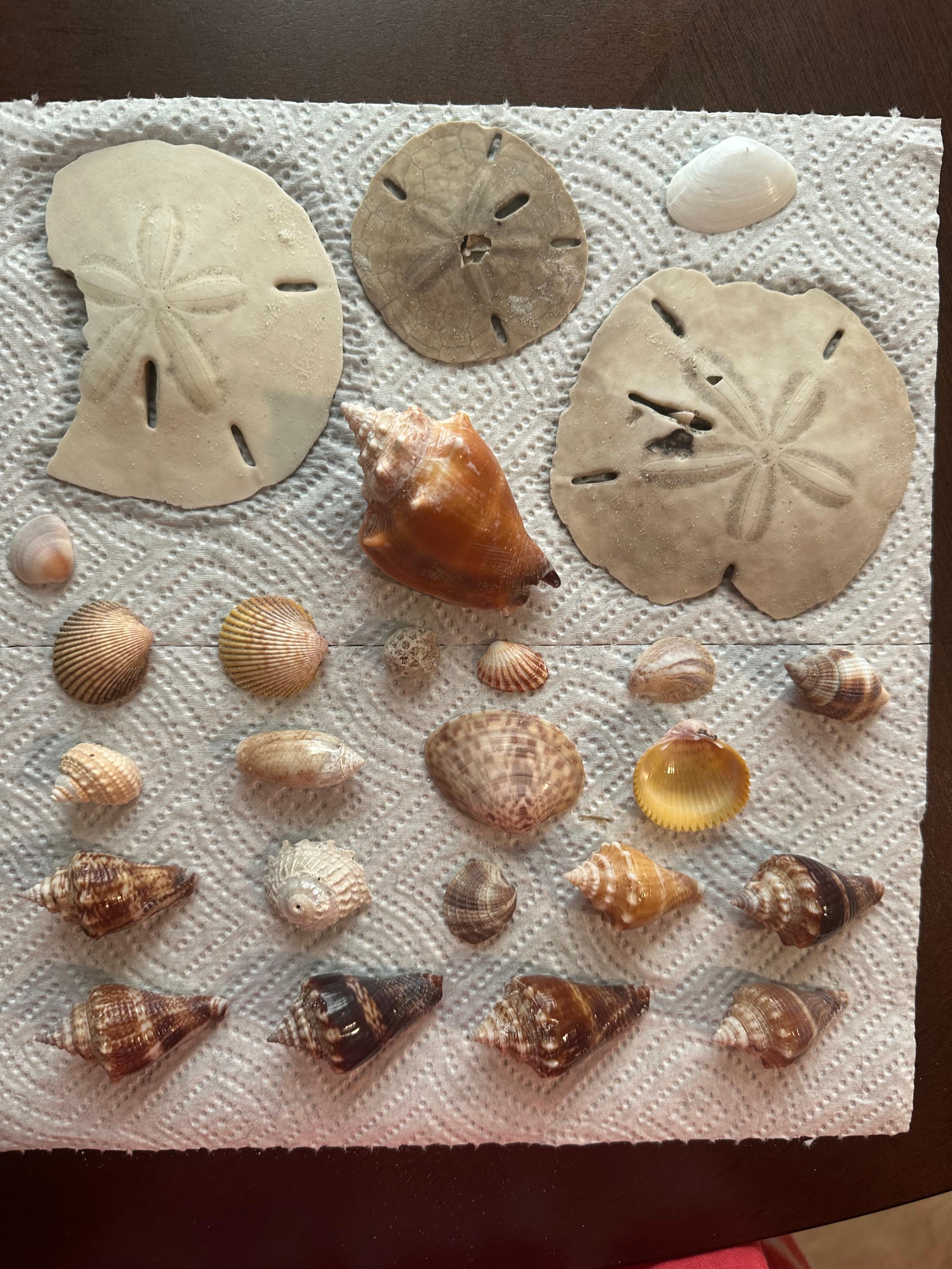 Shells from Caladesi Island