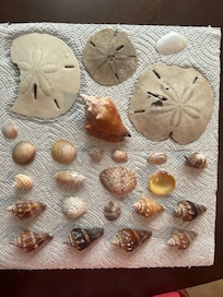 Shells from Caladesi Island