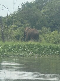 African Elephant on the Nile