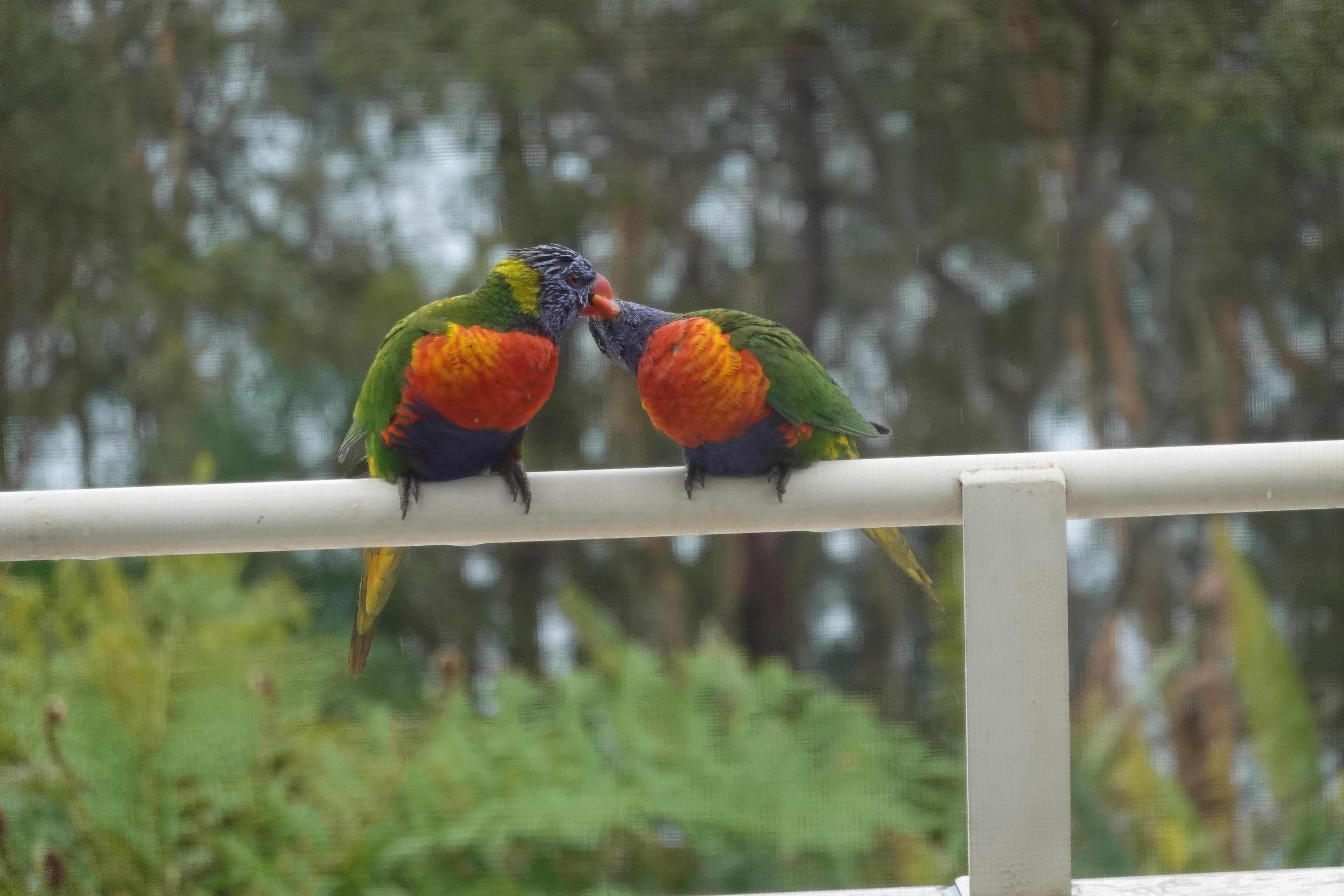 Rainbow lorikeets on our balcony
