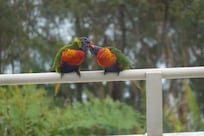 Rainbow lorikeets on our balcony