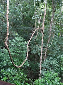 Loved the vines.