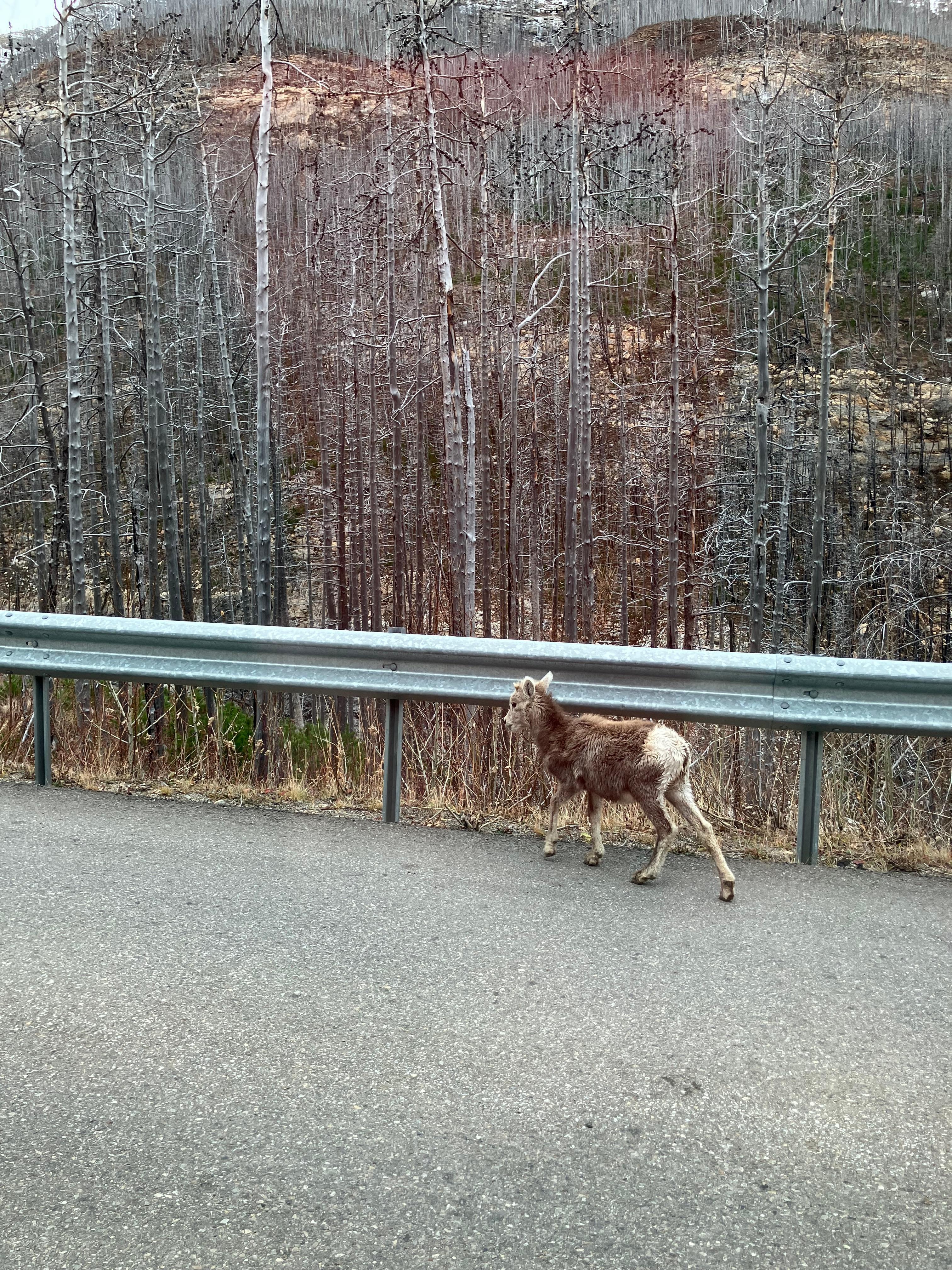 Tiny lamb wandering with his mother