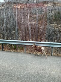 Tiny lamb wandering with his mother