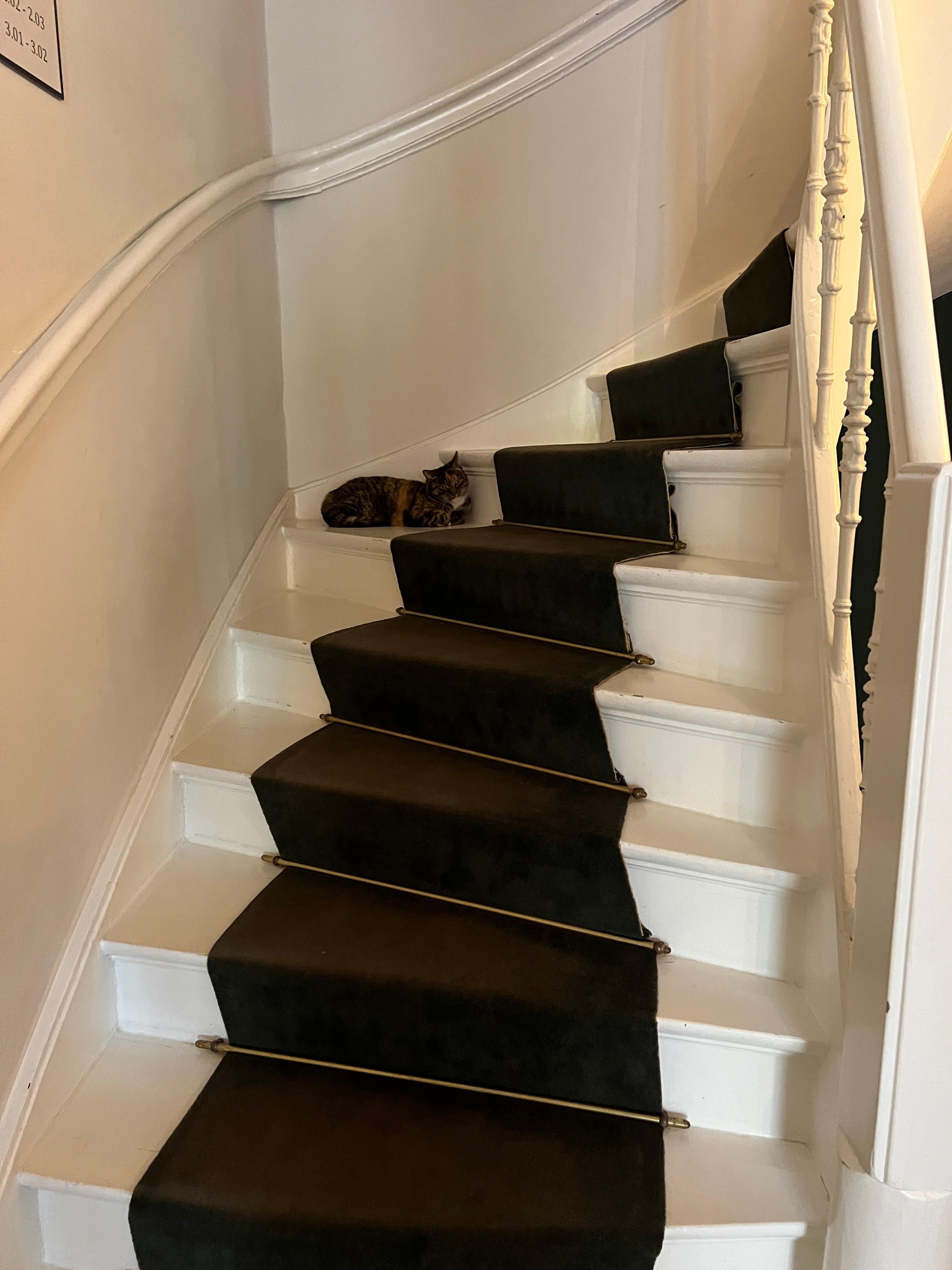 Welcome from the cat who can blend perfectly with the carpet.