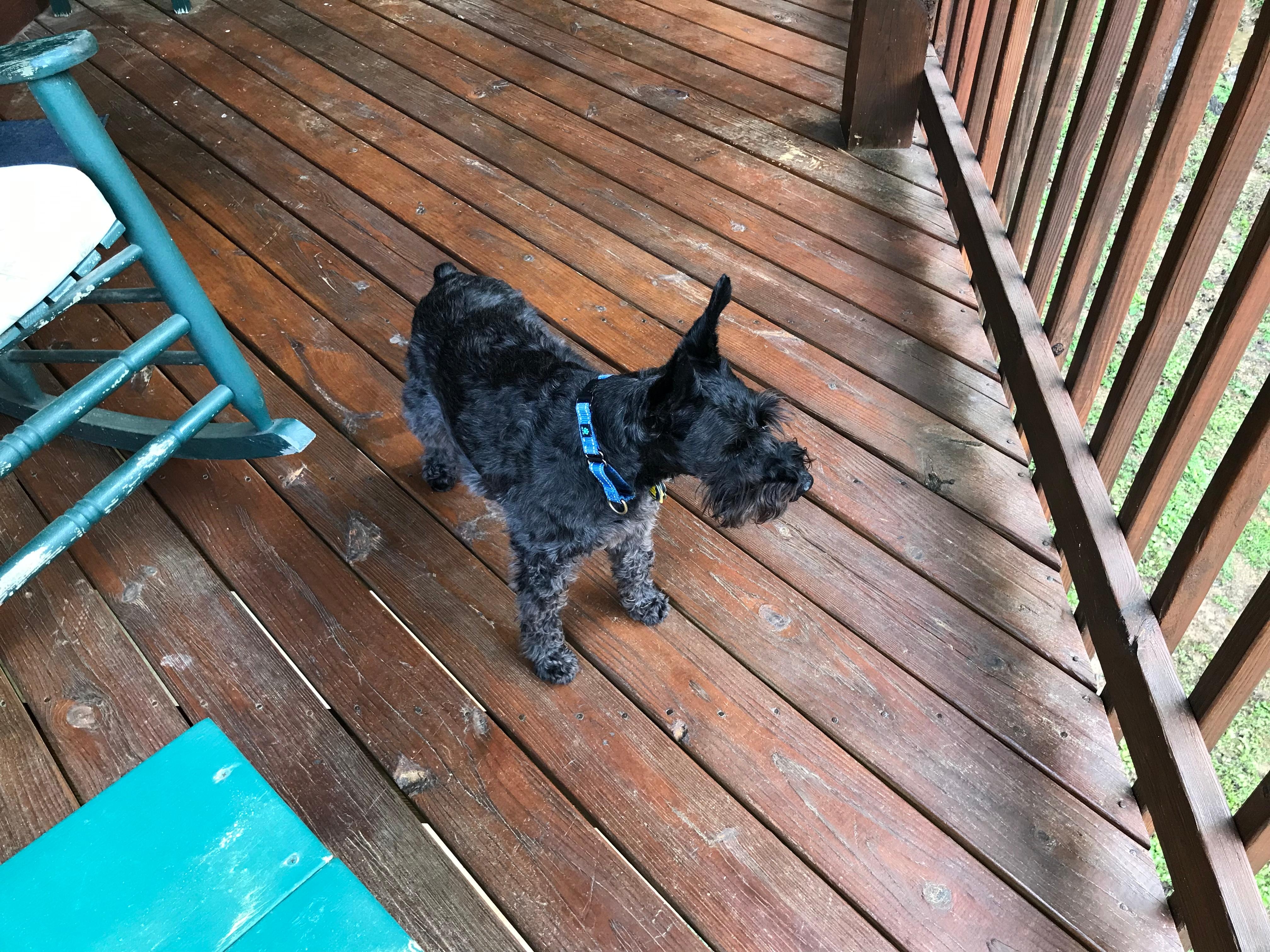Otis checking out the view from deck 