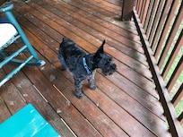 Otis checking out the view from deck