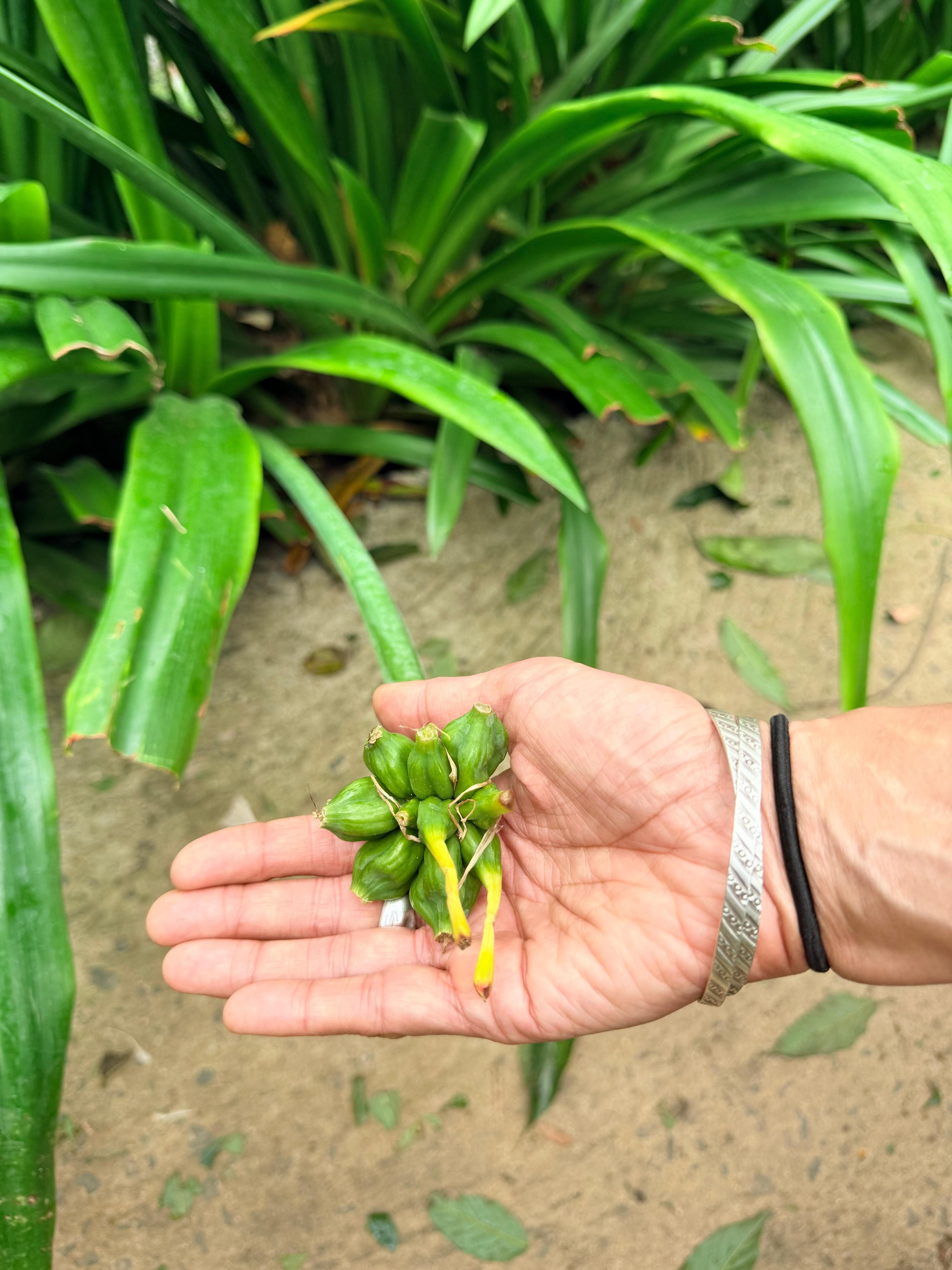 Cardamom plant on property.